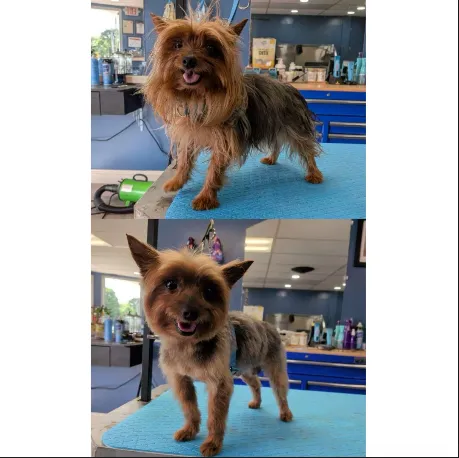 Groomed pet showcase