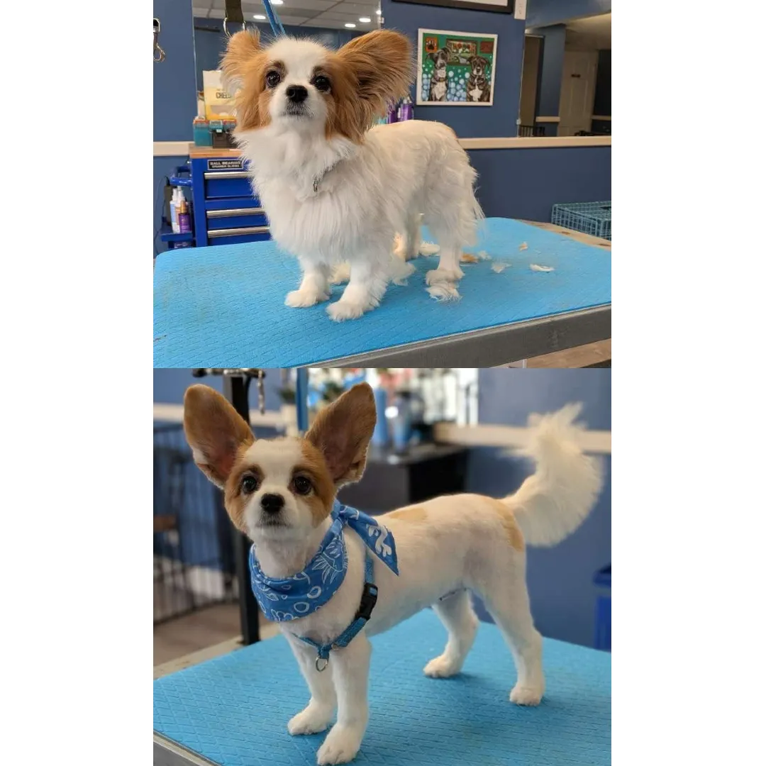 Groomed pet showcase