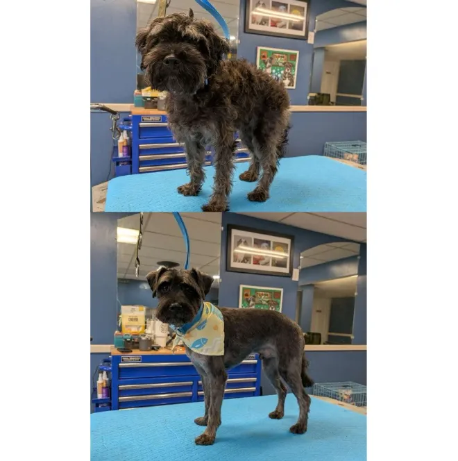 Groomed pet showcase