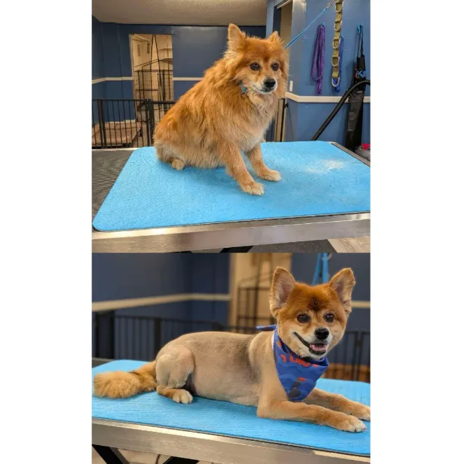 Groomed pet showcase
