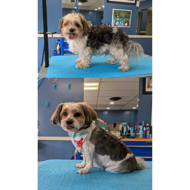 Groomed pet showcase