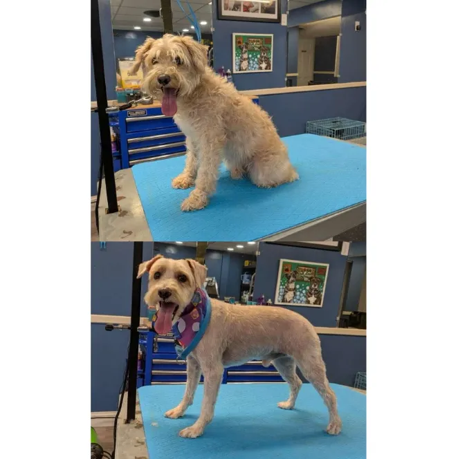 Groomed pet showcase
