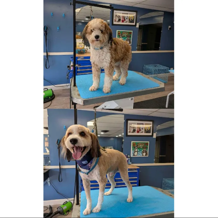Groomed pet showcase