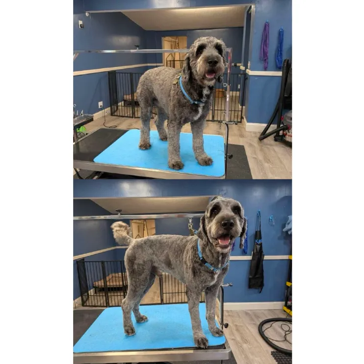 Groomed pet showcase
